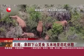云南：象群下山觅食  玉米地里逛吃休憩视频封面