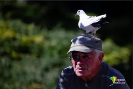 法国80岁老人与鸽子成好友 形影不离画面暖心图片