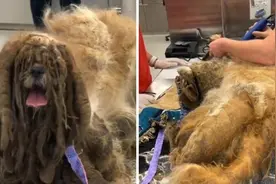 11岁西施流浪狗毛发打结像抹布 兽医为其修剪前后变化巨大图片