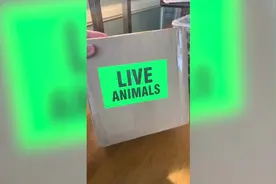 美国男子购买世界上最危险的蝎子当宠物 毒液能杀死儿童图片