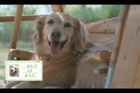 《百分之二的爱2》回归：看到乐观的它，弹幕上全是“领养代替购买”图片