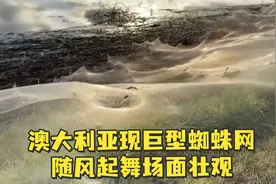 澳大利亚现巨型蜘蛛网，随风起舞场面壮观视频封面