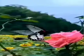 长三角蝴蝶最大饲养基地酝酿中！沪主要蝴蝶品种：菜粉蝶、豆粉蝶、酢浆灰蝶和蓝灰蝶图片