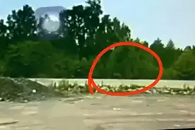 黑龙江鹤伊公路疑有“两只老虎出没”？鹤岗回应：其实是狗图片