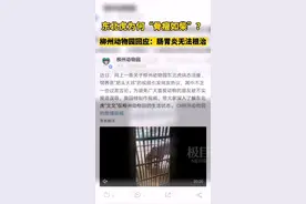 东北虎为何“骨瘦如柴”？柳州动物园回应：肠胃炎无法根治图片