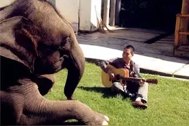 救助受伤野象14年，“象爸爸”熊朝永成功晋升“象姥爷”图片