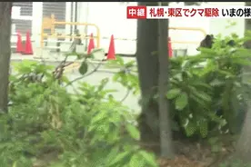 日本熊出没袭击自卫队员：街头狂奔 连伤4人图片