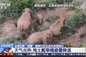 会玩！云南大象甩土戴草帽避暑降温！网友：大象都知道防晒图片