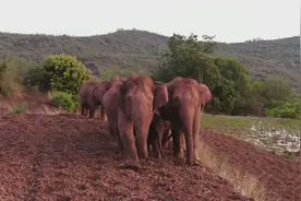 文化 | 点赞！云南人爱大象的前世今生图片