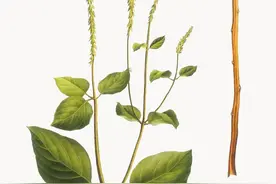 百天学百“药”（十七）：牛膝图片