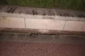 惊险！市民在防洪堤踩中一米多的眼镜蛇……图片