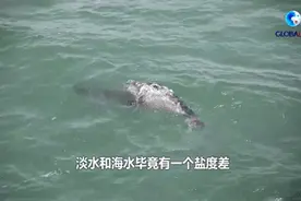全球连线｜“渤海精灵”斑海豹现身沈阳，让人欢喜让人忧！视频封面