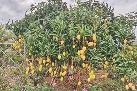 家在保山｜傣乡湾甸芒果香图片