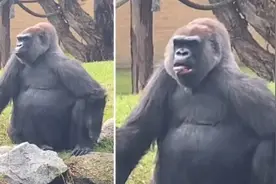澳大利亚一女子向大猩猩打招呼遭其吐舌嘲讽图片