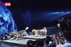 真狼群出演实景秀？剧院回应：由训犬师带领的犬只扮演图片