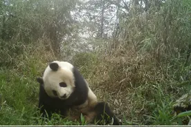 视频｜“偷水喝”后“躺平”，野生大熊猫的生活你羡慕吗？图片