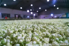 舌尖上的非遗——横县茉莉花茶图片