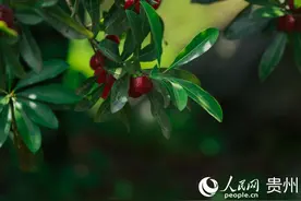 贵州乌当阿栗村：六月杨梅红满林 农旅融合村民乐图片