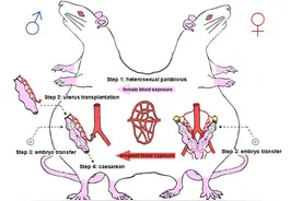 公鼠怀孕产仔？专家：产前雄鼠被阉割，与雌鼠形成雌雄联体鼠图片