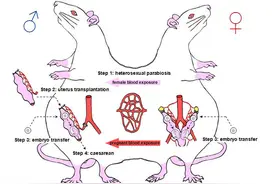 公鼠怀孕产仔？专家：产前雄鼠被阉割，与雌鼠形成雌雄联体鼠图片