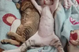 网友们分享的一波猫猫肚皮照，好想rua图片