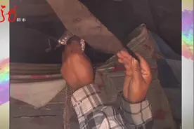 黑龙江一女子与群蛇“同居”十几年！“数量数不过来，在棚顶翻来覆去的！”图片