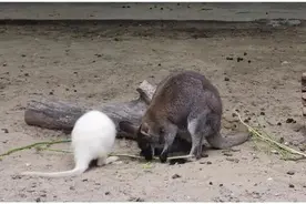 上海动物园里的小袋鼠、小天鹅、孔雀宝宝们前来报到图片