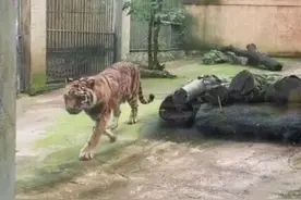 柳州动物园东北虎因为太瘦上热搜，网友质疑受虐待？动物园最新回应图片