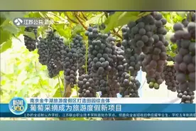 快来这里采摘葡萄！南京金牛湖旅游度假区打造田园综合体视频封面