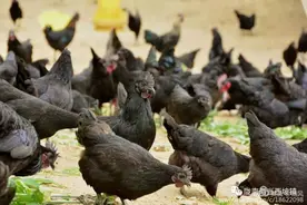 【农业科技】蛋鸡产蛋前饲养管理要点图片