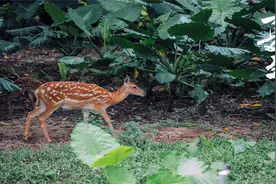 今日夏至！愿你向阳而生，不负时光视频封面