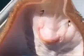 美国一渔民分享给鳐鱼挠痒痒视频，却被网友批：会使鱼处于痛苦中图片