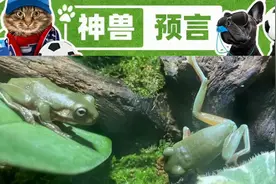 欧洲杯神兽预言D11:今天有马有狗有青蛙，小猪佩奇全家都出动了图片