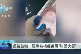 虐待动物！  鳐鱼被挠痒痒后“张嘴大笑”视频封面