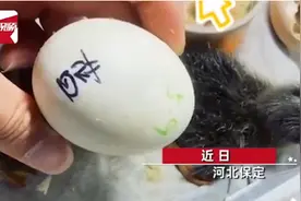 河北一男子买孔雀蛋孵化，20多天后傻眼了：全是鸭子啊图片