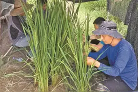 深圳“洁田稻”获颁种子经营许可证 农民只需除一次草图片