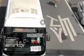 佛山市禅城区季华五路早高峰惊现鸵鸟“奔驰”图片