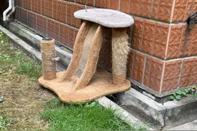 小区野猫泛滥，怪爱猫者搭了几十个猫舍？天热了，小区流浪猫咋管图片