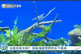 水底也有大树？探秘海底世界的水下森林，每个角落都惊艳你视频封面