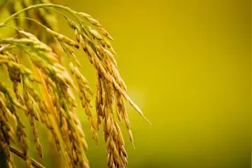 夜读 | 熟谷常弯腰，智者常温和图片