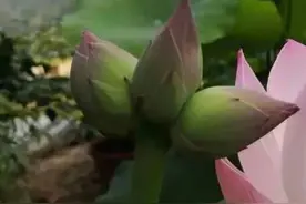 浙江这朵花冲上热搜！网友纷纷开始许愿……图片