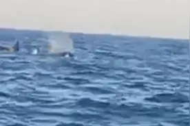 三头巨型海兽浮出辽宁海域，专家：它们是虎鲸视频封面