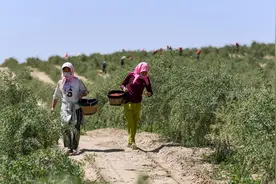 “小产区”如何撬动大市场 宁夏枸杞产业面对竞争寻求突破图片