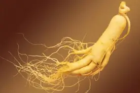 “书说中医”第九期：人参补益？有什么科学依据图片