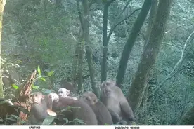 广东怀集大稠顶保护区监测到藏酋猴族群图片
