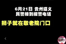 笑哭！市民将剃过毛的狗误认成狮子报警求助，网友：这是辛巴被黑得最惨的一次图片