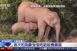 象宝宝怎么吃奶？人象近距离接触是种什么体验？图片