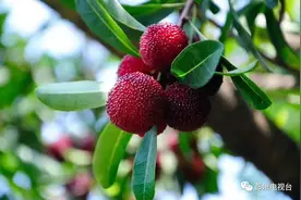 又黄又红，又酸又甜，彭州产的这些新奇特水果！图片