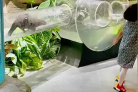 去动物园的意义！水獭跟着小女孩跑 网友：互相治愈图片
