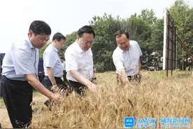 闫剑波调研三夏生产图片